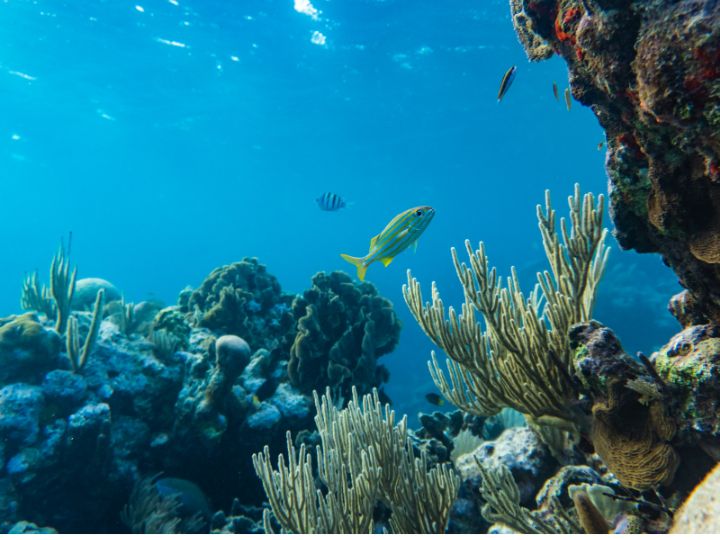 Los Mejores Sitios De Buceo En El Caribe