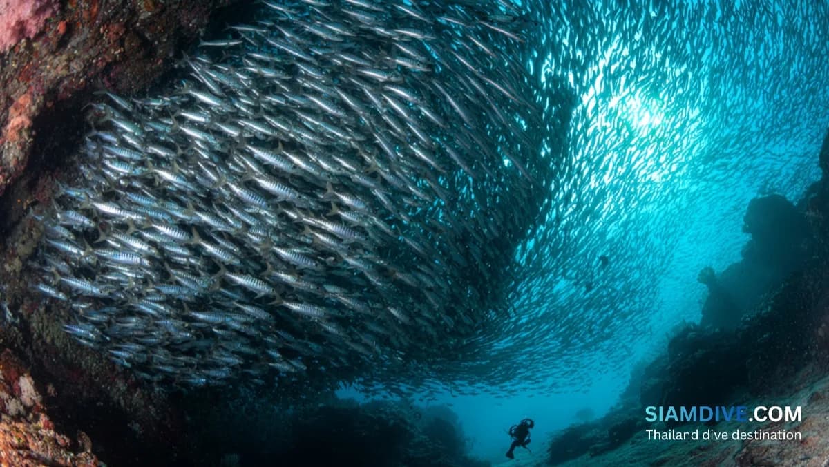 시밀란 제도 다이빙 가이드: 태국의 수중 천국