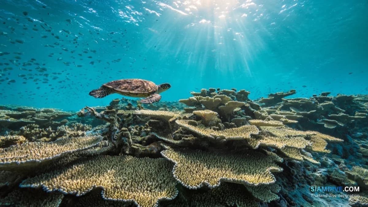 คู่มือดำน้ำเกาะรอก: สวรรค์ปะการังแห่งตรัง