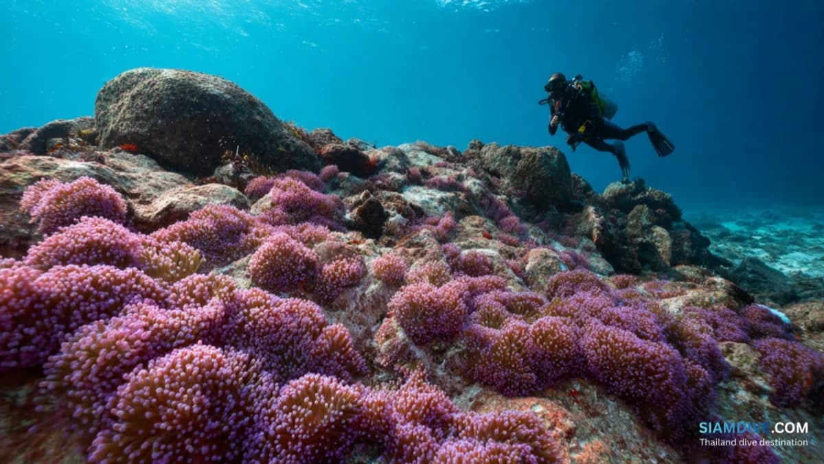 コ・ガム・ヤイ ダイビングガイド：チュンポンの野生の花崗岩の島