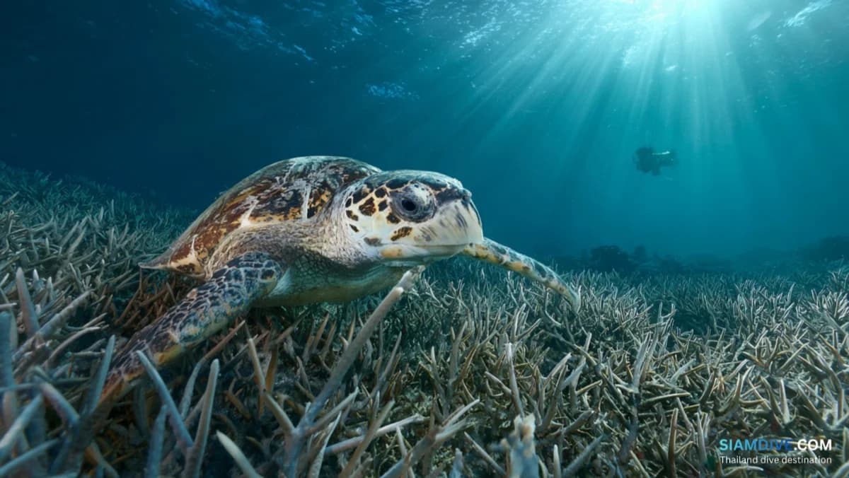 ホワイトロック コ・タオ ダイビングガイド：島のベストナイトダイブ