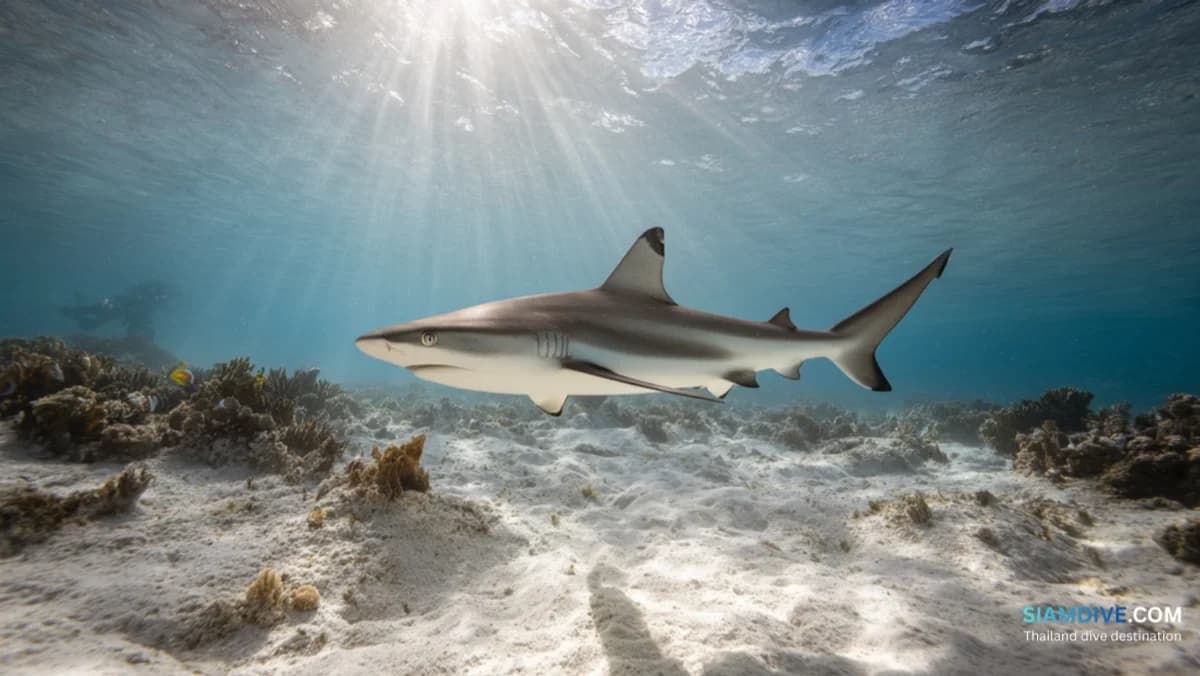คู่มือดำน้ำอ่าวลึกเกาะเต่า: อ่าวมือใหม่ที่ดีที่สุดของเกาะ