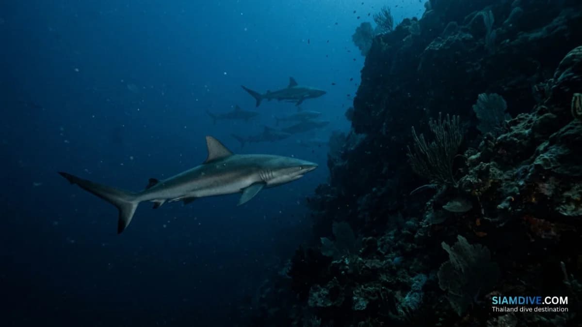 Бида Нок: где леопардовые акулы спят у ваших ног