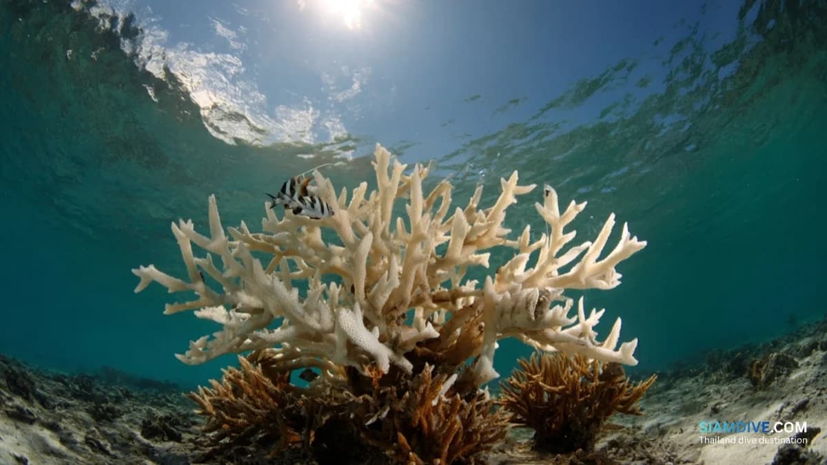 ปะการังอ่าวไทย 45% ฟอกขาว — ใต้น้ำตอนนี้เหลืออะไร