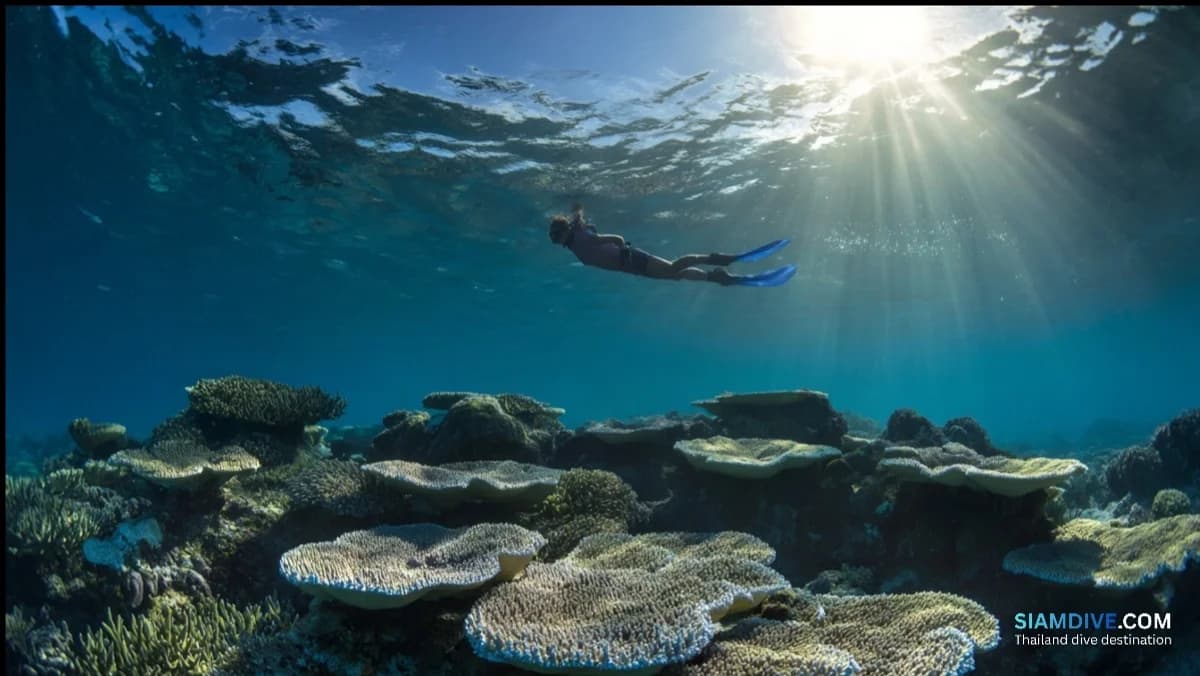 10 Reef Stations on a Rope: Koh Mattra's Underwater Trail