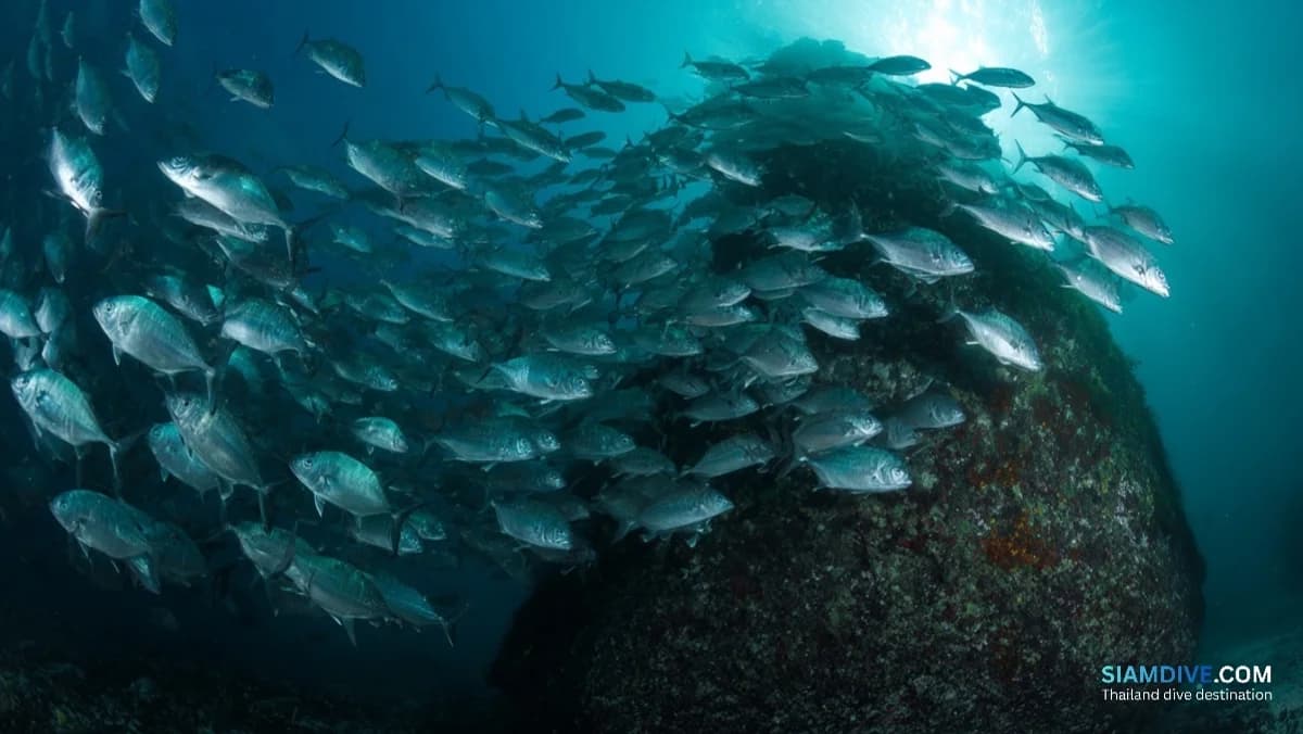 Koh Tachai Pinnacle: 50 carangues dans le courant