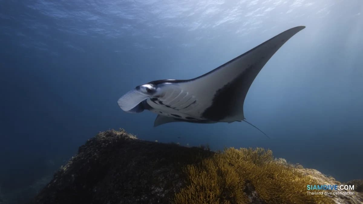 Pourquoi les mantas font la queue au pinacle de Koh Bon