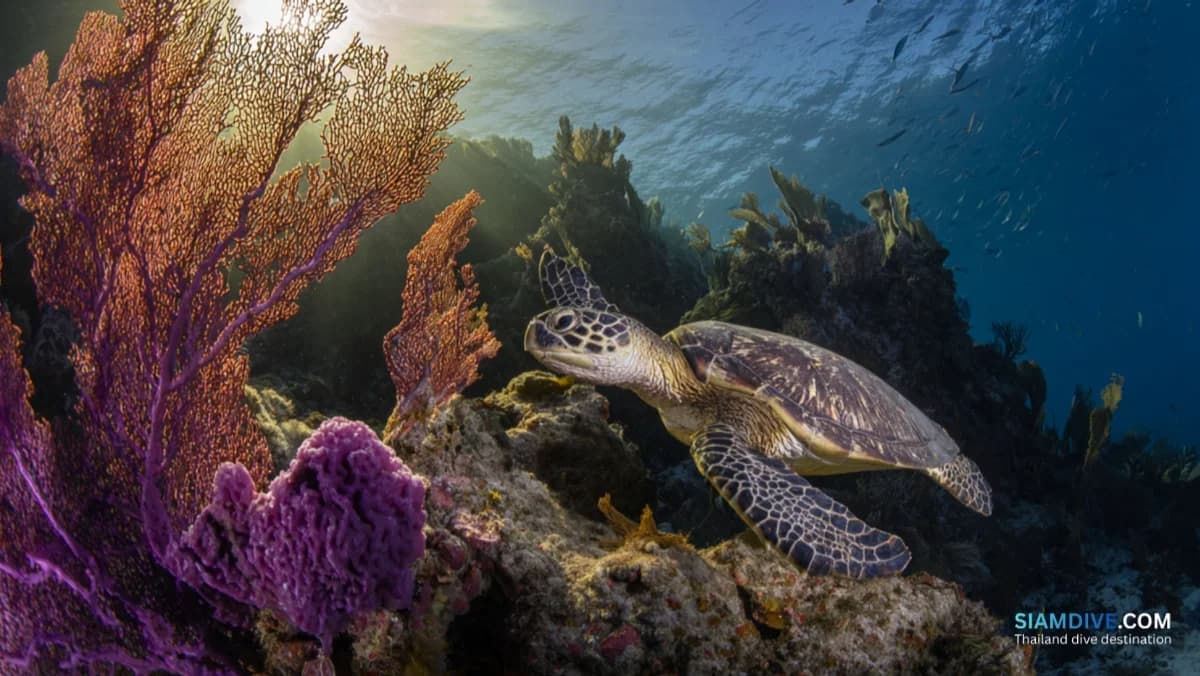 鲨鱼鳍岩：萨梅桑最美珊瑚尖顶潜点