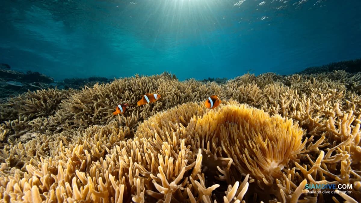 83,000 m² of Coral on a Navy-Locked Island: Koh Kham