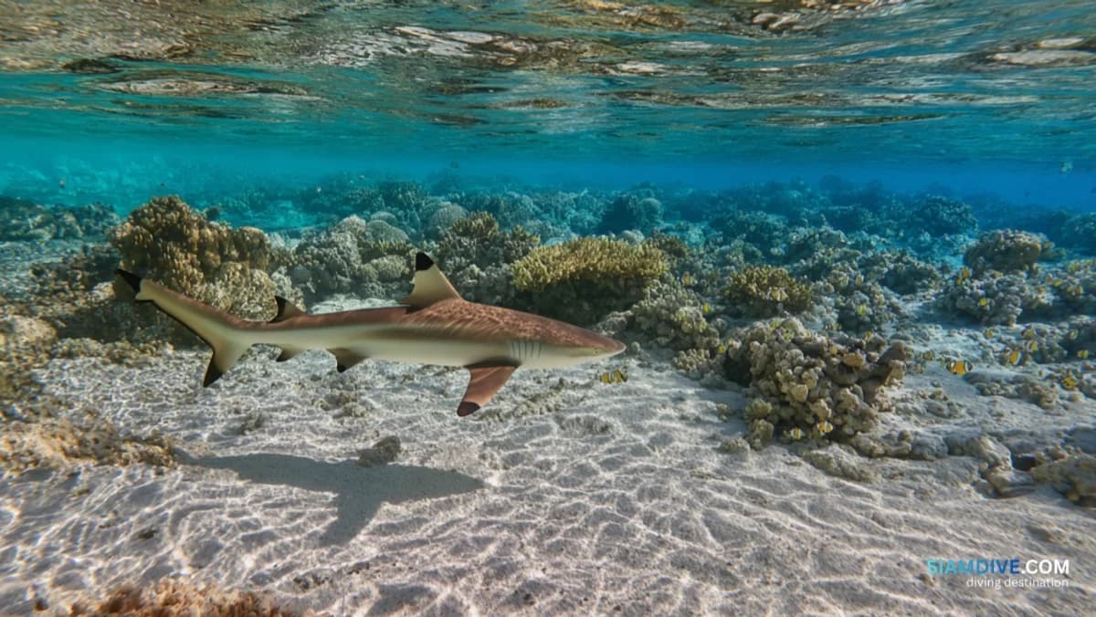 Requins pointe noire a 3 metres : le recif de Koh Chan