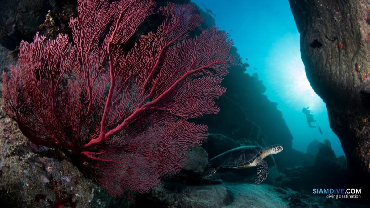 Koh Rong Khon : un courant de 3 nœuds au service du récif