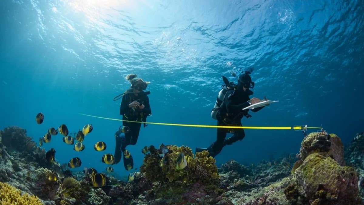 チョウチョウウオを数える方がサンゴ移植より大切な理由