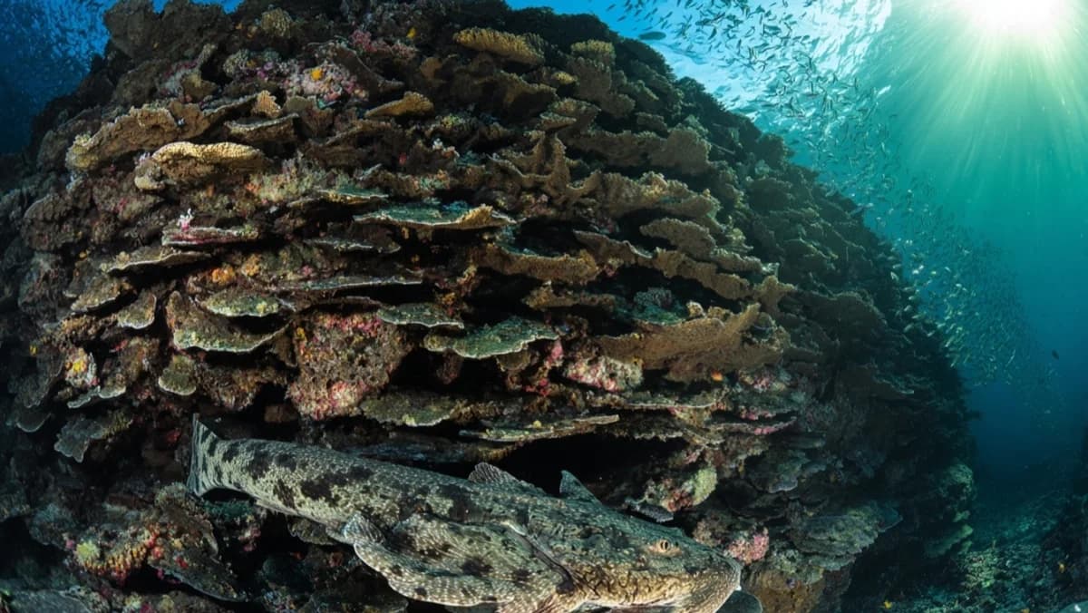 553 ชนิดปะการังในที่เดียว — มิซูลทำได้อย่างไร