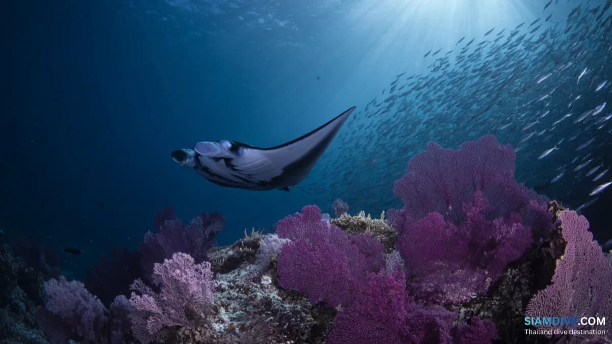 墨吉群岛船宿潜水(从泰国出发):未被触及的安达曼