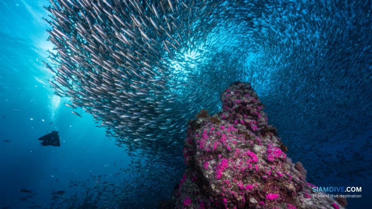 사우스웨스트 피나클 코 타오 다이빙 가이드: 만 최고의 큰 물고기 사이트