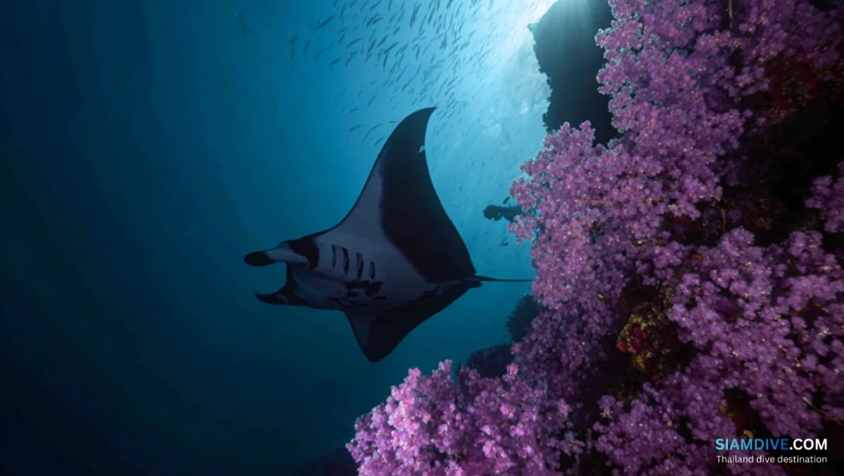 Hin Daeng & Hin Muang Liveaboard: Thailand's Wildest Walls — image 2