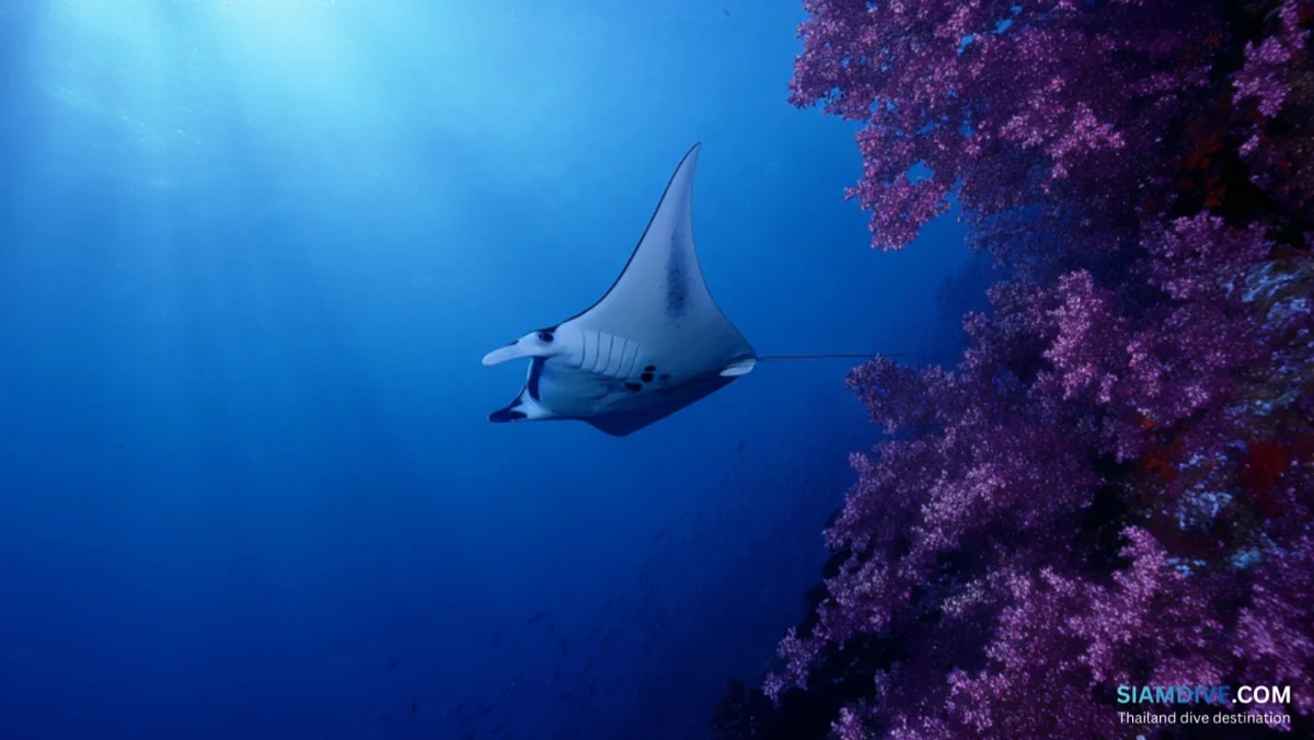 Hin Daeng & Hin Muang Liveaboard: Thailand's Wildest Walls — image 4