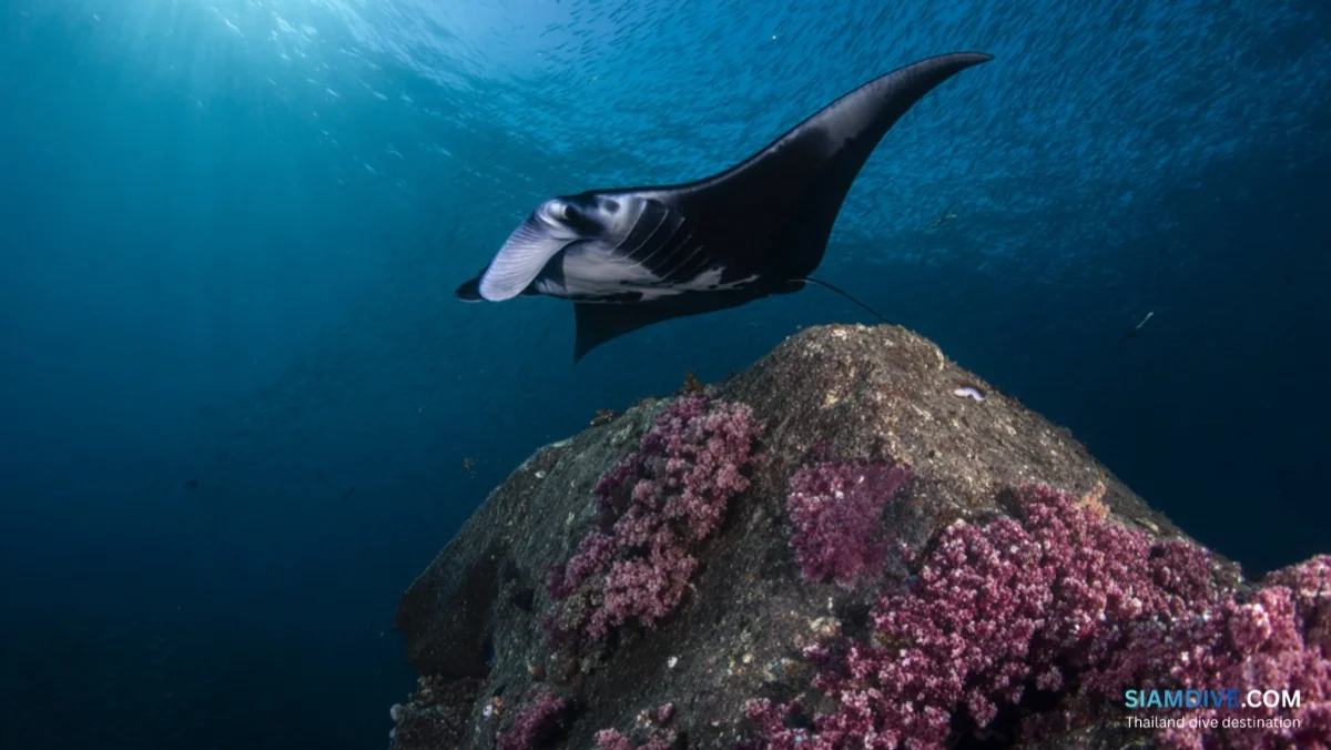 墨吉群岛船宿潜水(从泰国出发):未被触及的安达曼 — image 3