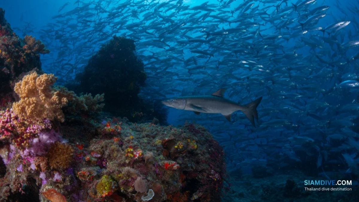 8マイルロック・ダイビングガイド:リペ島の深場ピナクル — image 3