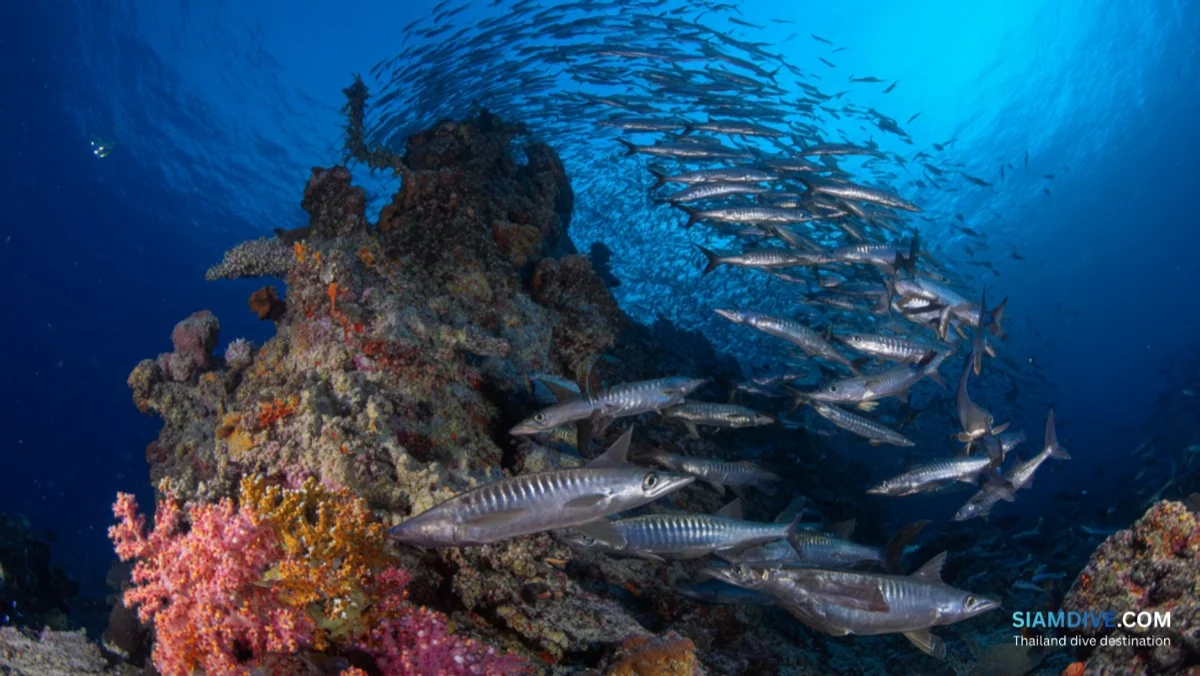 8マイルロック・ダイビングガイド:リペ島の深場ピナクル — image 4