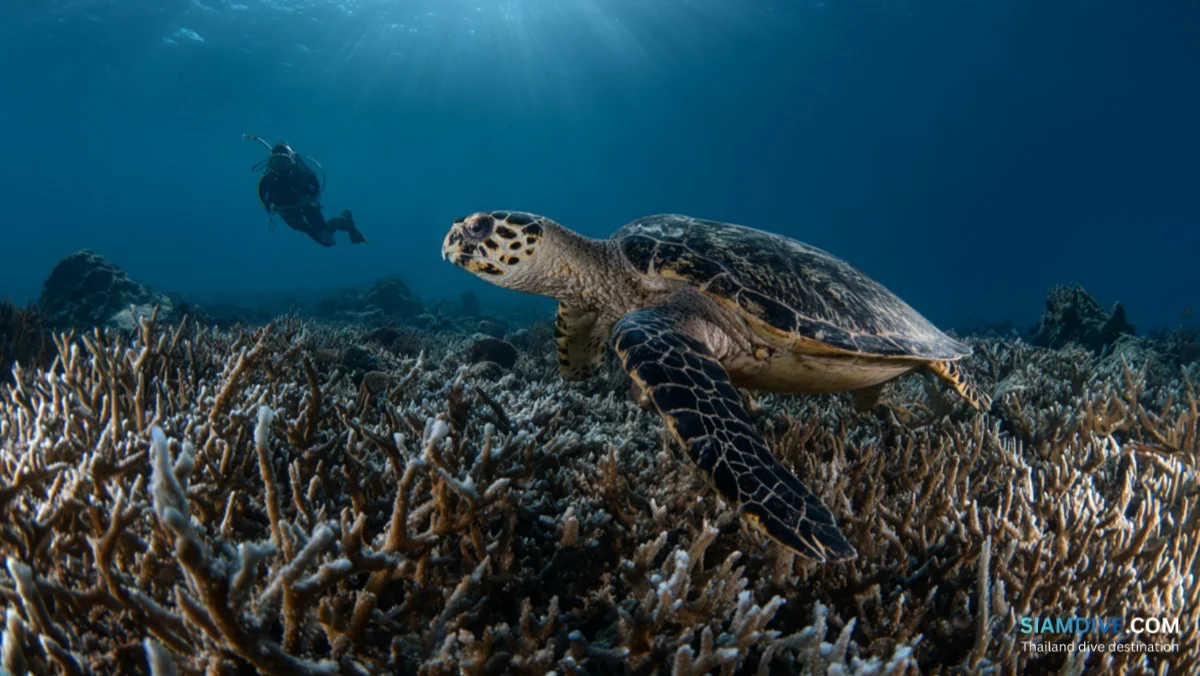 ホワイトロック コ・タオ ダイビングガイド：島のベストナイトダイブ — image 2