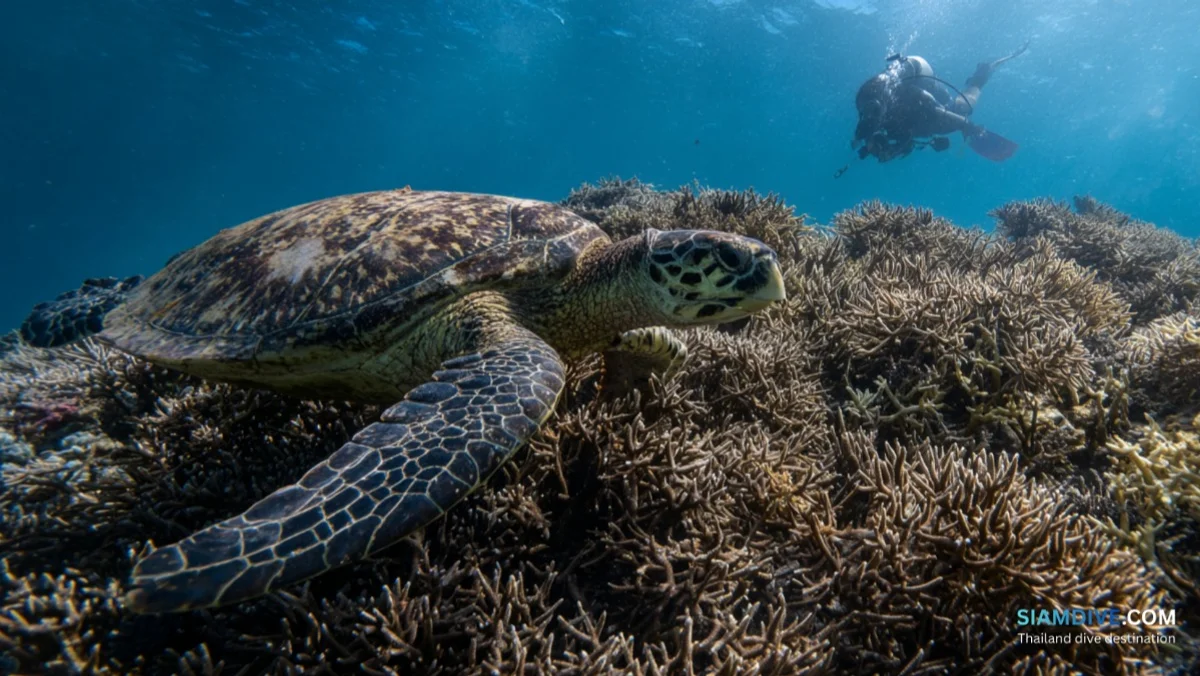 ホワイトロック コ・タオ ダイビングガイド：島のベストナイトダイブ — image 4