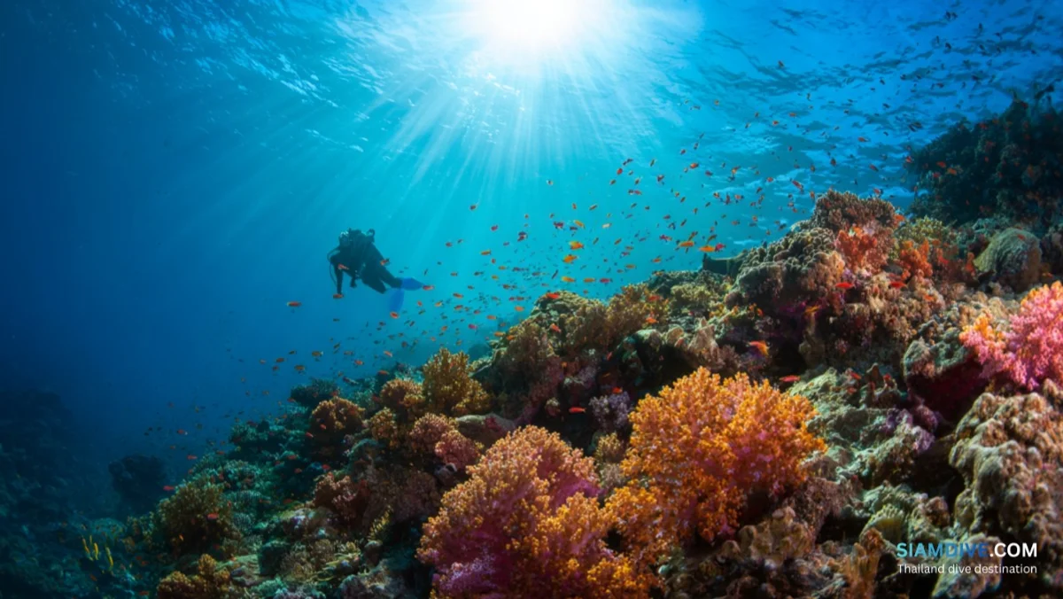 Japanese Gardens Koh Tao Diving Guide: The Island's Easiest Great Reef — image 2