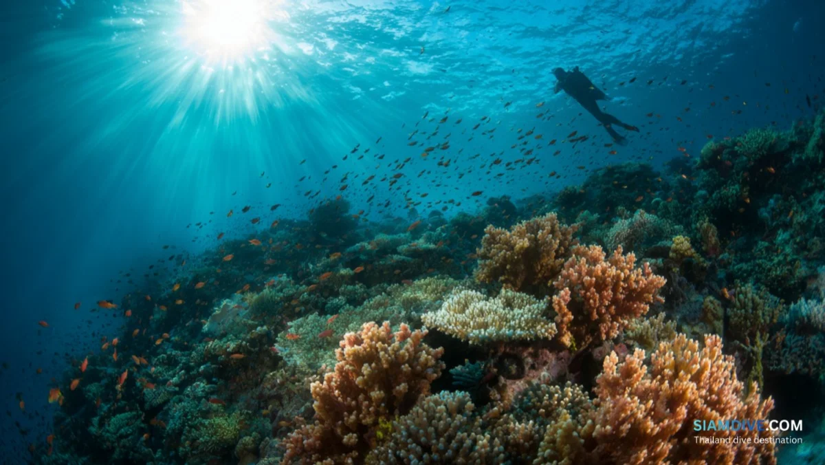 Japanese Gardens Koh Tao Diving Guide: The Island's Easiest Great Reef — image 4