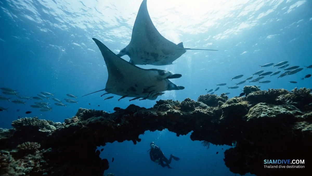 ประเทศเดียว ดำได้ทุกสไตล์: ทำไมประเทศไทยคือจุดหมาย Bucket List ที่คนประเมินต่ำที่สุด