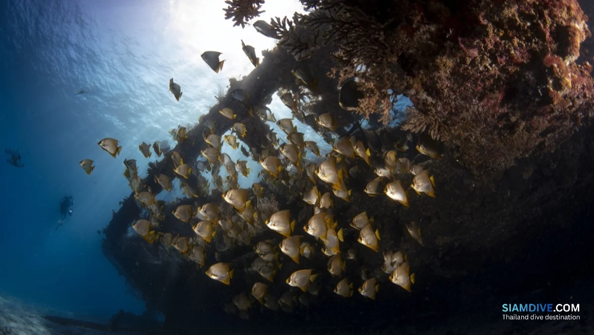 津波が5つに割った沈船、20年後に魚の巣になった理由