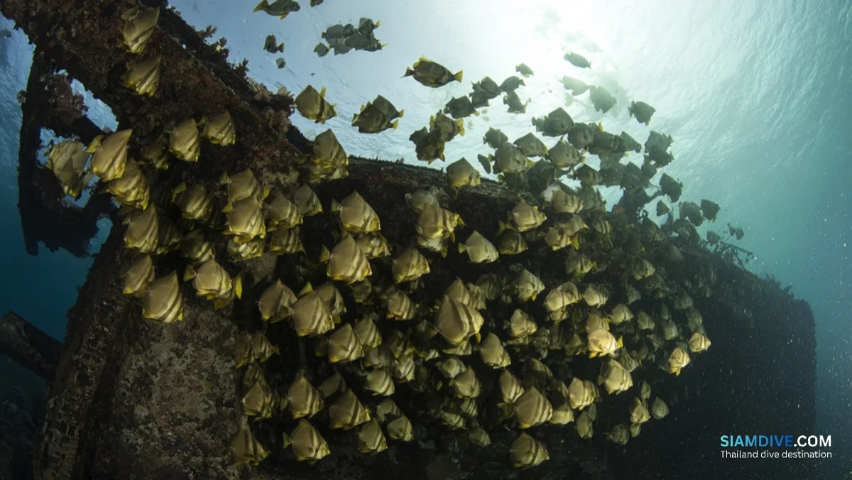 津波が5つに割った沈船、20年後に魚の巣になった理由 — image 2