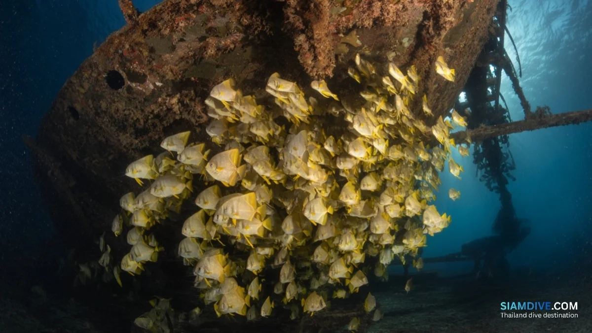 津波が5つに割った沈船、20年後に魚の巣になった理由 — image 4