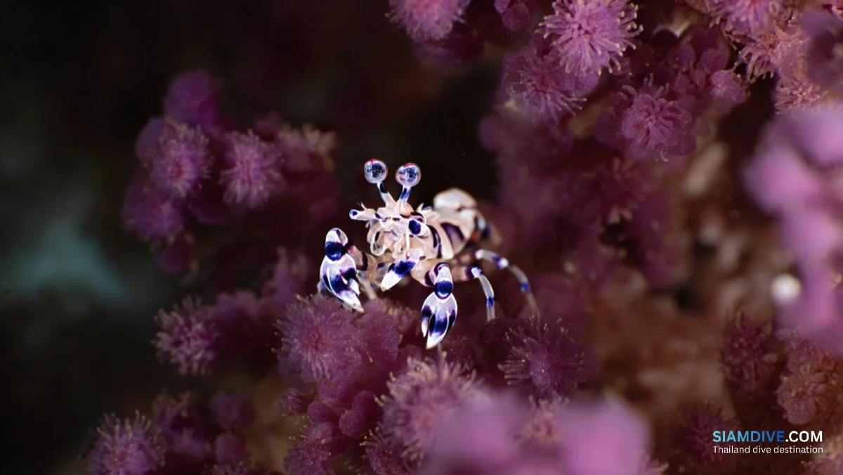 How to Time Richelieu Rock for Whale Sharks Before May 15 — image 3
