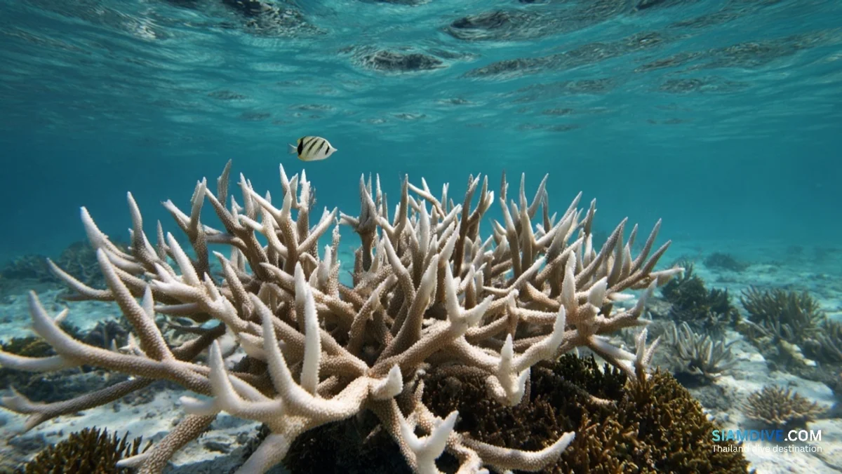 ปะการังอ่าวไทย 45% ฟอกขาว — ใต้น้ำตอนนี้เหลืออะไร — image 4