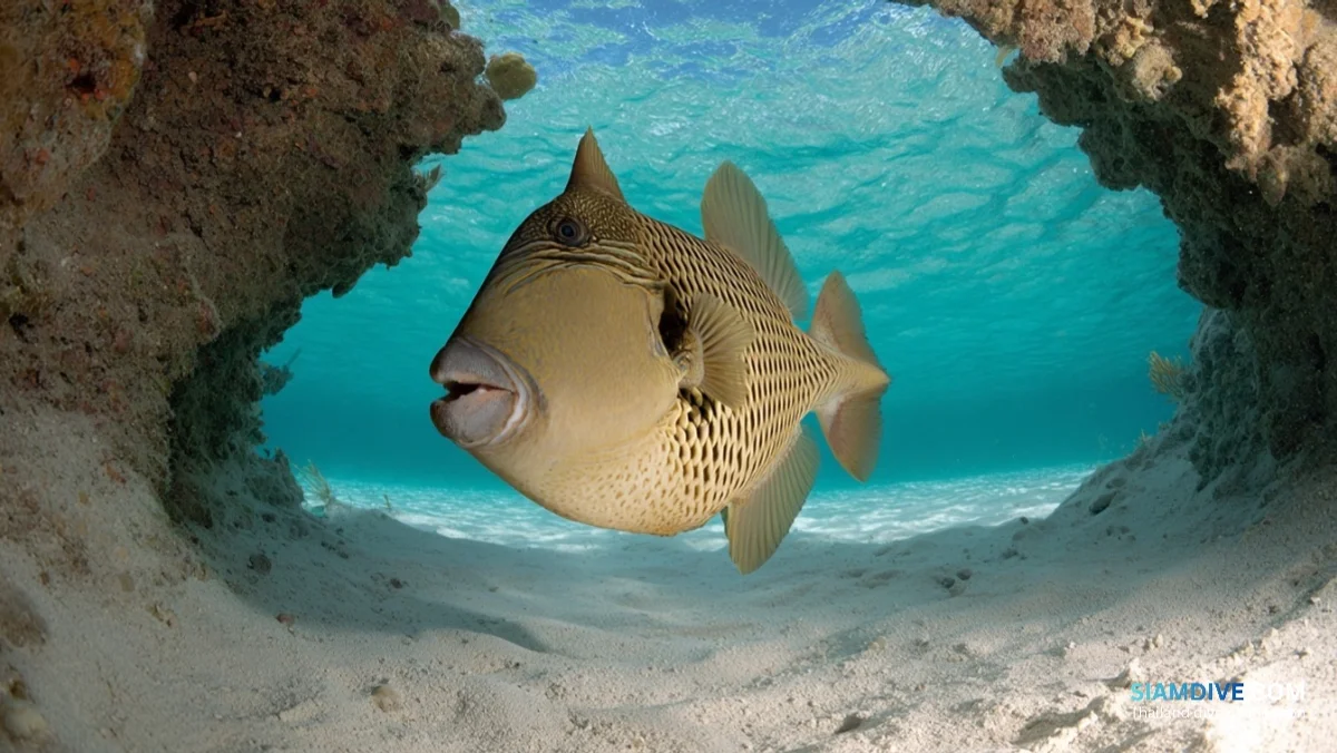 75 см ярости: почему спинорог-титан атакует дайверов — image 2