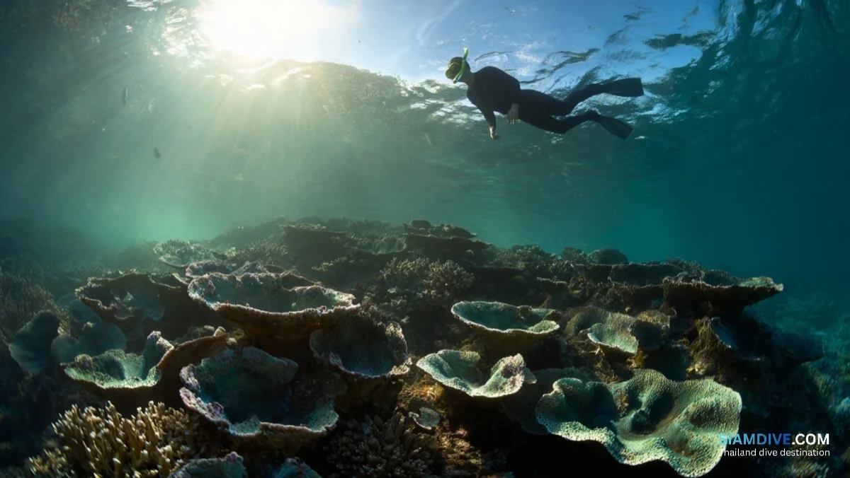 Koh Mattra : 10 stations sous-marines en eaux thaïlandaises — image 4