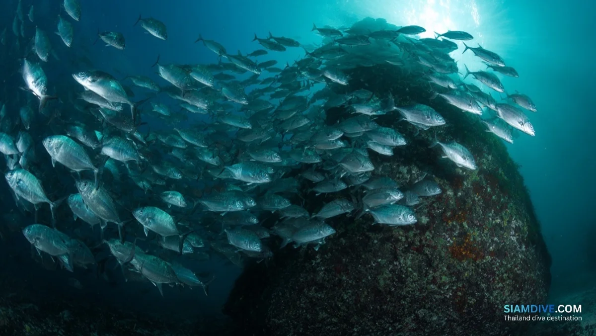 Where Giant Trevally Hunt in Koh Tachai's Strongest Current