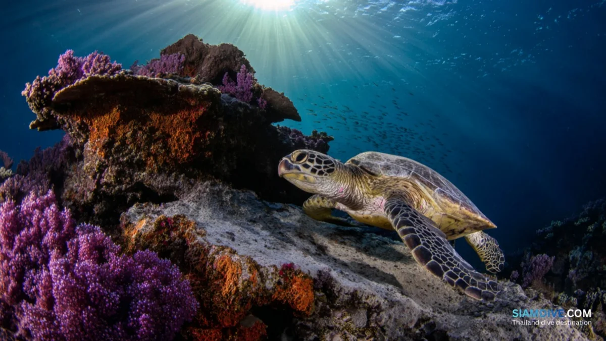 鲨鱼鳍岩：萨梅桑最美珊瑚尖顶潜点 — image 3