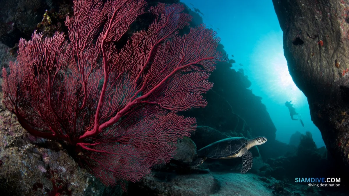 Koh Rong Khon : un courant de 3 nœuds au service du récif