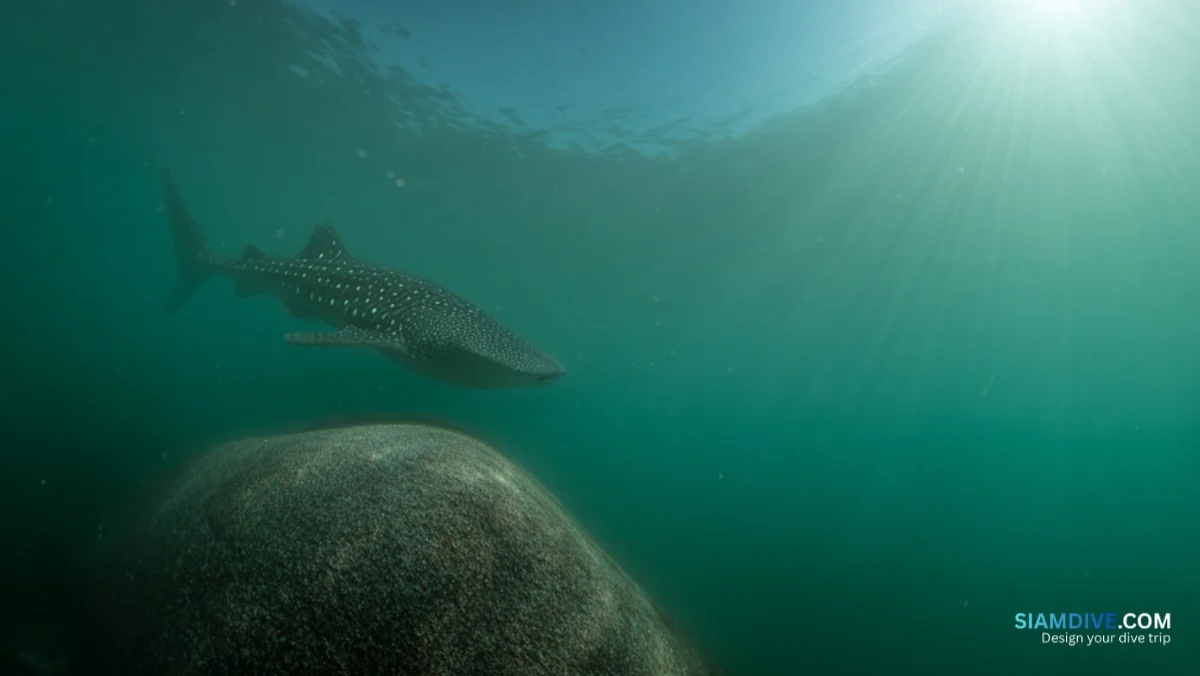 タオ島で確認された178頭のジンベエザメが消えた理由 — image 2
