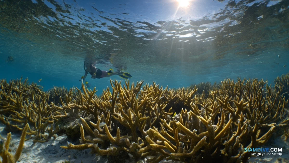 Why Surin's Snorkel Reefs Make 30-Metre Dives Look Overrated — image 2