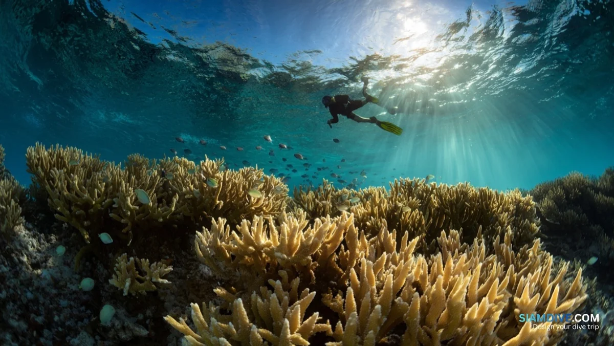 Why Surin's Snorkel Reefs Make 30-Metre Dives Look Overrated — image 3