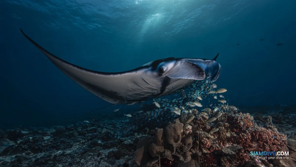 20 Mantas, 1 Rock, and the Tiny Fish That Bring Them Back — image 4