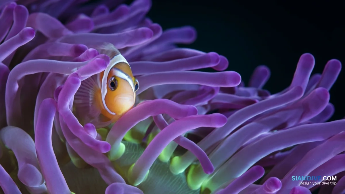 Ein Zucker fehlt — und die Anemone verschont den Clownfisch — image 3