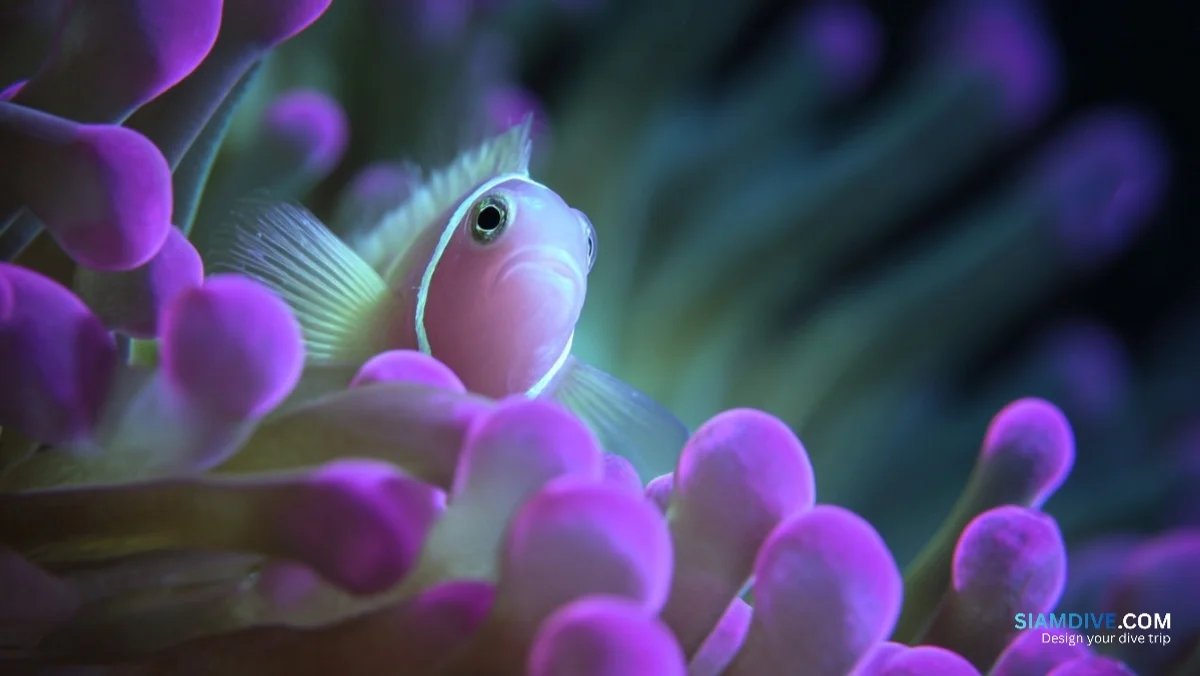 Ein Zucker fehlt — und die Anemone verschont den Clownfisch — image 6