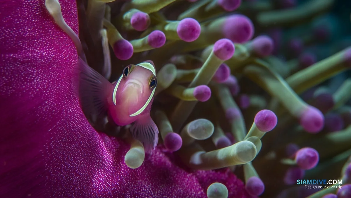 Ein Zucker fehlt — und die Anemone verschont den Clownfisch — image 8