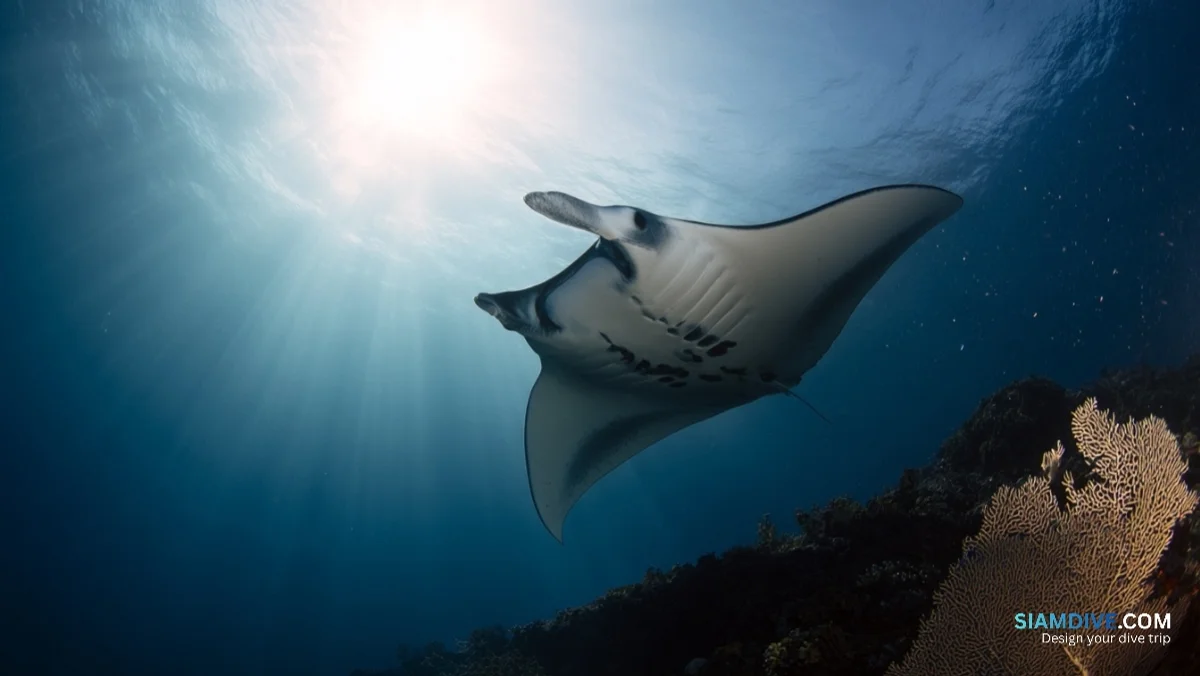 Même manta, tiers du prix : Thaïlande contre Maldives — image 3