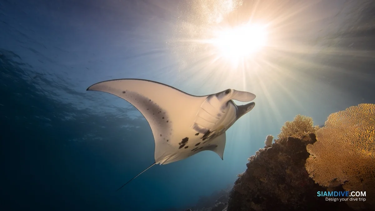 Même manta, tiers du prix : Thaïlande contre Maldives — image 4