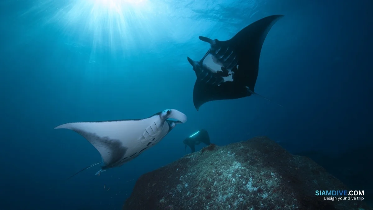Dunkles Maul, helles Maul: Thailands zwei Manta-Arten erkennen — image 3