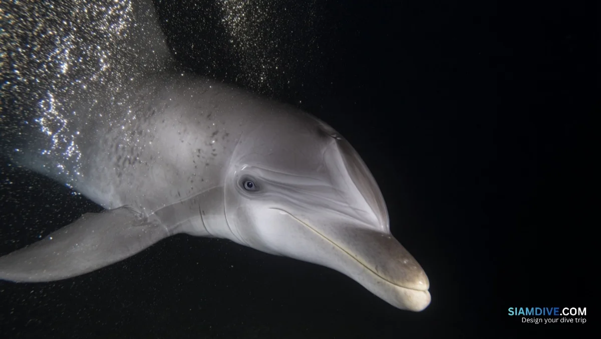 27 dauphins, un avion-cargo et un fantôme de la guerre froide — image 2